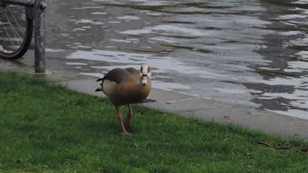 Goose