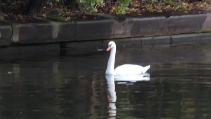 Swan