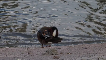 Mandarin Duck