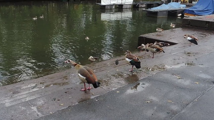 Geese