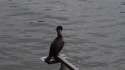 Cormorant