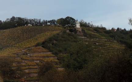 Vineyards