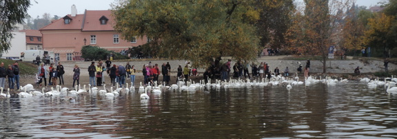 Swans