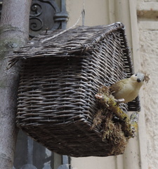 Bird