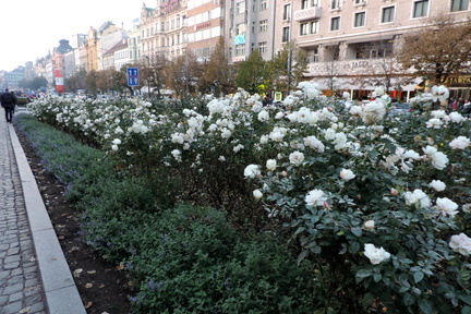 Flower beds