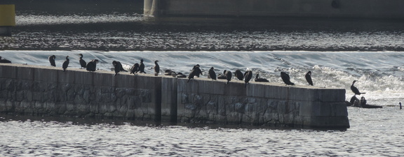 Cormorants