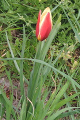 Tulip