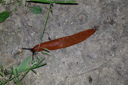 Slug