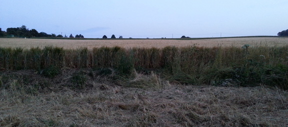 Field edge