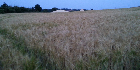 Field