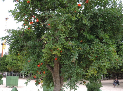 Bush