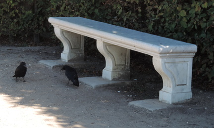 Crows