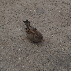 Bird