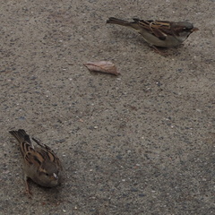 Birds