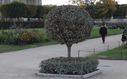 Bush