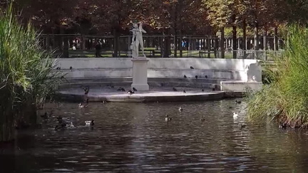 Ducks