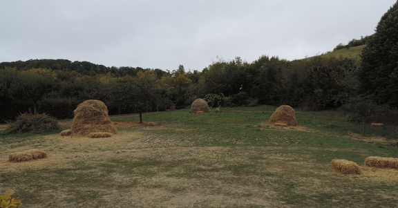 Meadow