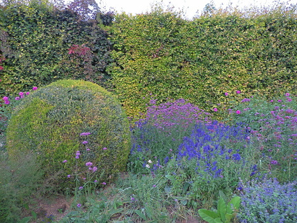 Purple flowers