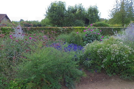 Purple flowers