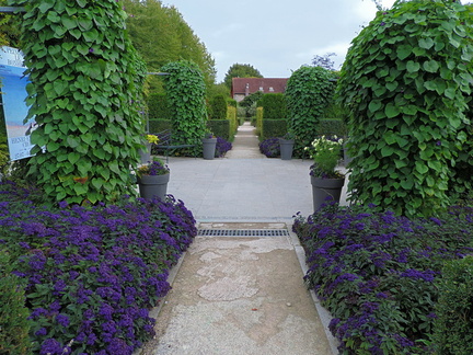 Purple flowers