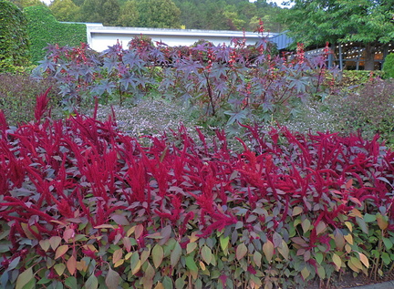Pink flowers