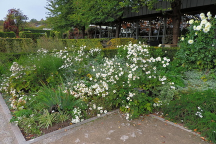 White flowers