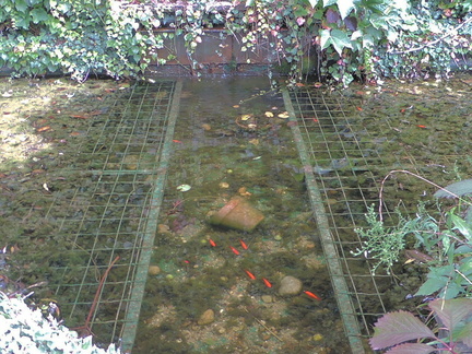 Pond