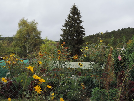 Sunflowers