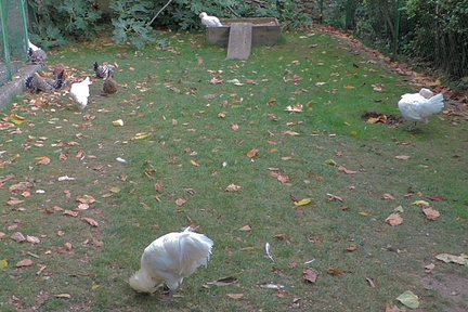 Chickens
