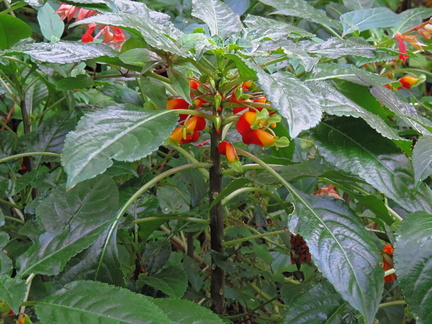 Red and yellow flowers