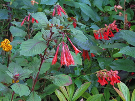 Red flowers
