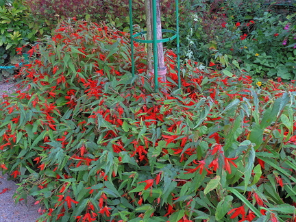 Red flowers