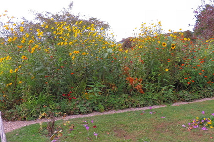 Sunflowers