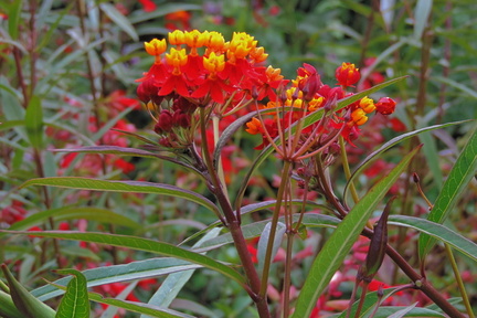 Red and yellow flowers