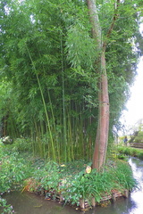Bamboo