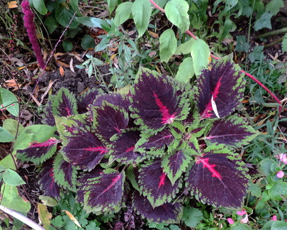 Purple leaves