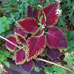 Purple leaves