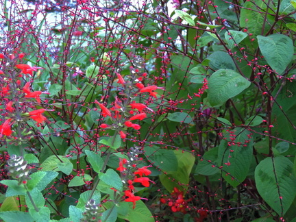 Pink flowers
