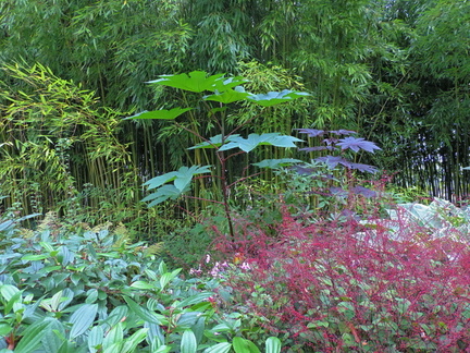 Bushes