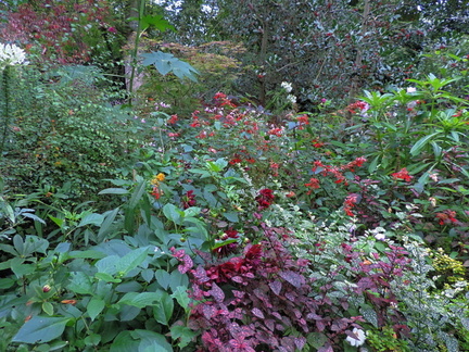 Colourful foliage