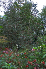 Holly trees