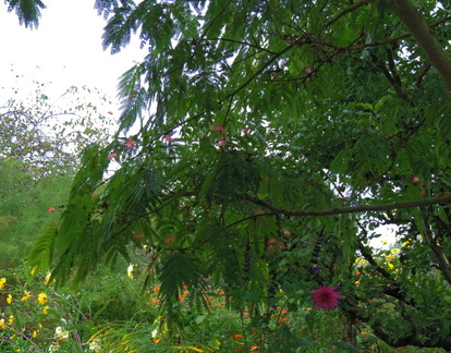 Mimosa