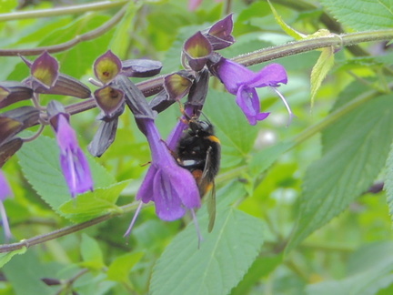 Bee