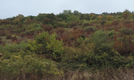 Hillside