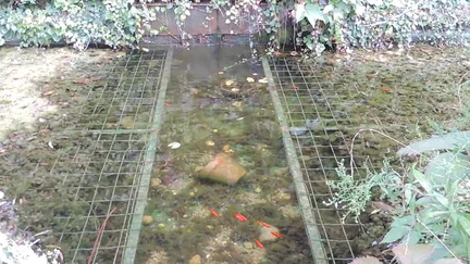 Pond