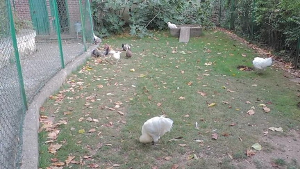 Chickens