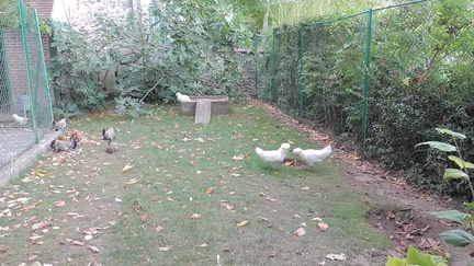 Chickens