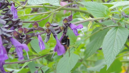 Bee