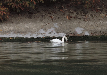 Swan