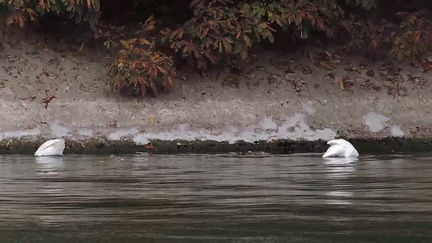 Swans